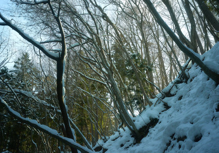 Snowy forest in winter season. Beautiful winter landscape in the forest.の写真素材