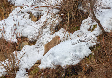 Japanese macaque, Macaca fuscata, in the snow.の写真素材