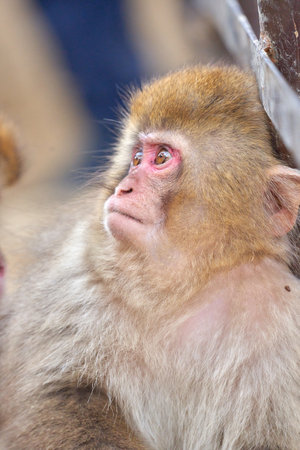 monkey in the temple, Khao Yai National Park, Thailandの写真素材