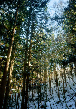 Trees covered with snow in the winter forest. Winter landscape.の写真素材