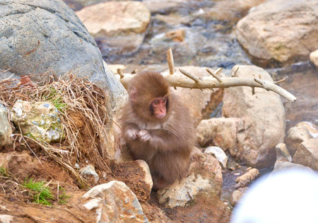Japanese macaque (Macaca fuscata) on the rockの写真素材