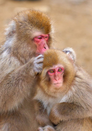 Japanese macaque mother and babyの写真素材