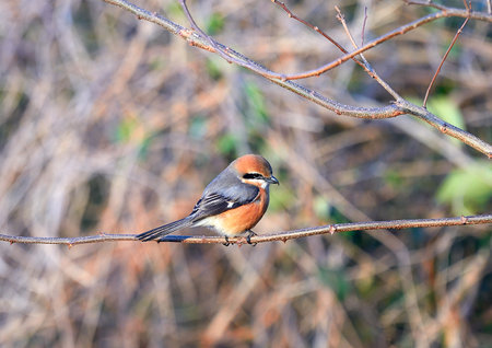 Red-throated reedling sitting on a branch in winterの写真素材