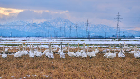 swans in the snow on a background of high-voltage wiresの写真素材