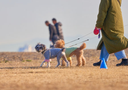 Dog walking on the field at sunny day. Selective focus.の写真素材