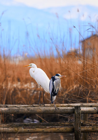 Great egret (Ardea alba) standing on a wooden pierの写真素材