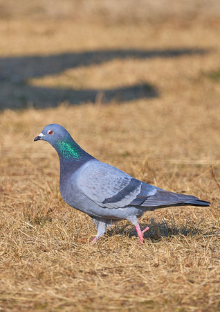 Pigeon walking on the grass in the park.の写真素材
