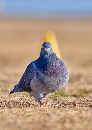 Pigeon on a meadow in front of a yellow traffic coneの写真素材