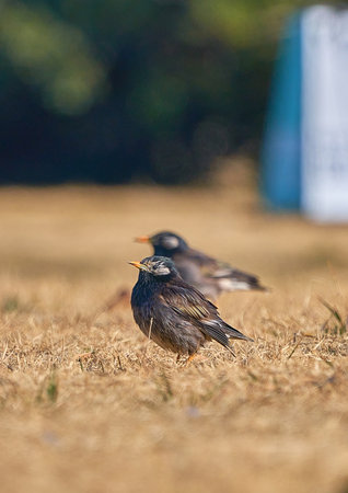 Starling (Sturnus vulgaris) on the ground.の写真素材