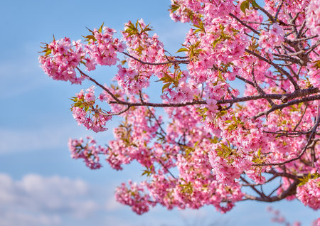 Beautiful cherry blossom sakura in spring season with blue sky backgroundの写真素材