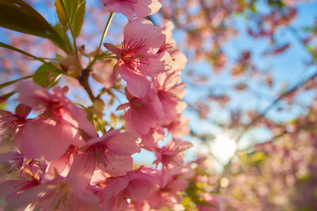 cherry blossom sakura flower in spring time with sun flareの写真素材