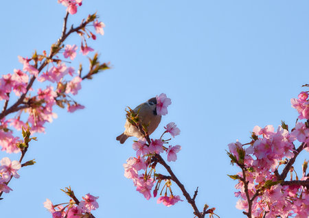 Bird on Cherry Blossom and sakura in the spring. (Parus major)の写真素材