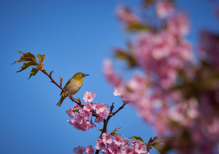 Bird on Cherry blossom and sakura, Japanese White-eyeの写真素材