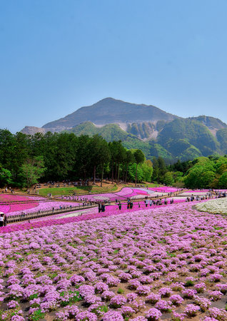 Moss Phlox subulata, also known as, is a species of flowering plant in the genus Phlox subulata.の写真素材