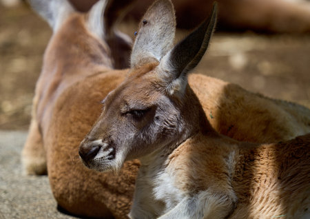Kangaroo at the zoo, Thailand. (Macropus giganteus)の写真素材