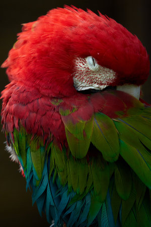beautiful Scarlet macaw on dark background close-up macro photoの写真素材