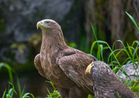 Golden Eagle (Haliaeetus leucocephalus)