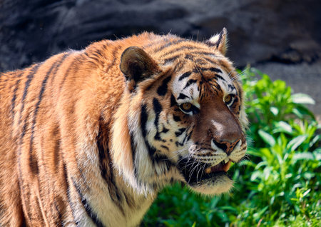 Sumatran tiger (Panthera tigris altaica)