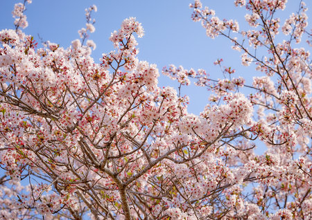cherry blossom in spring time with blue sky, nature backgroundの写真素材