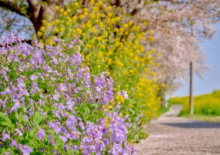 Blooming spring field with blooming flowers on a sunny day.の写真素材