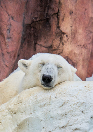 Polar bear (Ursus maritimus) sleeping on rockの写真素材