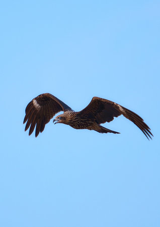 Black Kite (Milvus migrans) in flight against blue sky