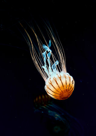 Jellyfish floating in the dark water. Underwater world.