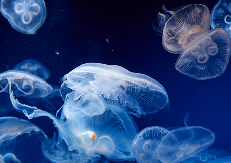 Jellyfish in the aquarium. Underwater world. Underwater world.