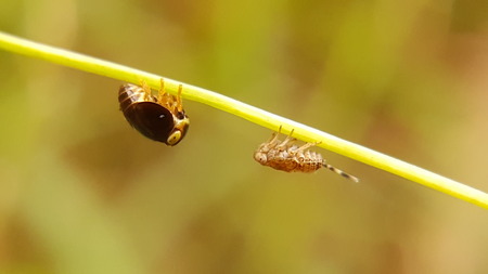 animal and flower in Thailandの写真素材