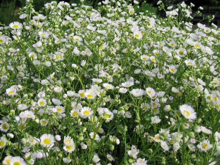 White Marguerite Daisies