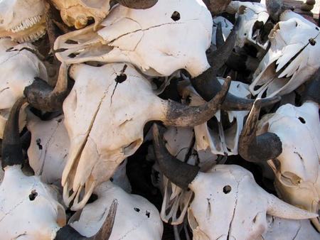 Pile of cow skullsの写真素材