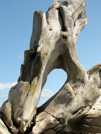 Weathered wood at the beachの写真素材