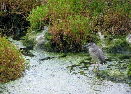 Black crowned night heron in the swamp