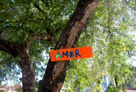 Amor sign hanging on a large treeの写真素材