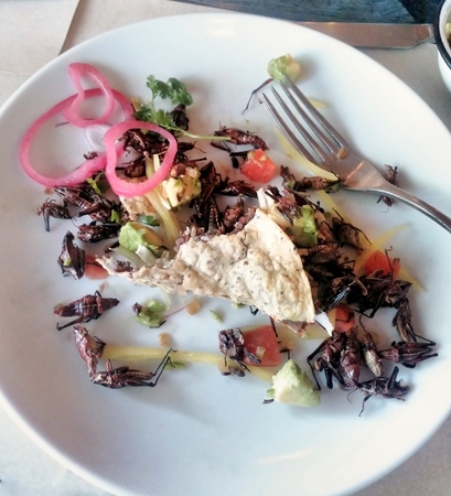 Grasshoppers mealの写真素材