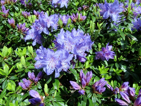 Blue  broadly funnel-shaped rhododendron shrub in blossomの写真素材
