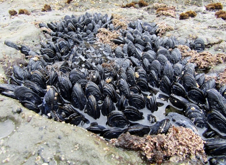 Mussel or bivalve molluscs at Botanical Beach in low tide, Vancouver Island, British Columbia, Canadaの写真素材