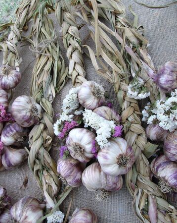 Garlic braids tied with dried statice flowersの写真素材