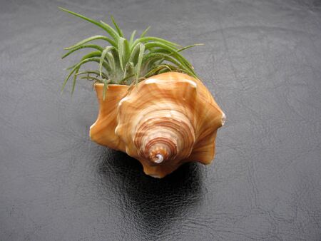 Tillandsia air plant Mexican Ionantha tucked into a seashell on black backgroundの写真素材