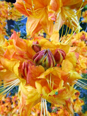 Beautiful flowering orange Rhododendron flowers and budsの写真素材