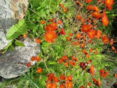 Bright orange hawkweed or Pilosella aurantiaca in Whistler, BC, Canadaの写真素材