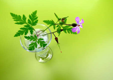 Herb Robert or Geranium robertianum twig fruit, buds and pink flower in shot glass on green tableの写真素材