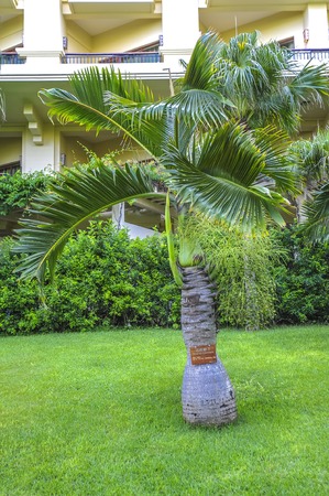 Bottle Palmのeditorial素材