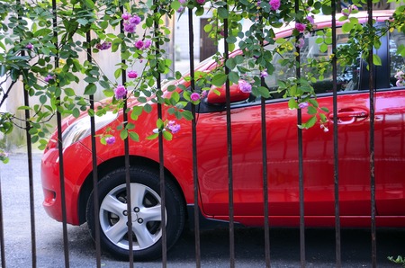 The roses in the fence and carのeditorial素材