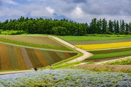 Flower fieldのeditorial素材