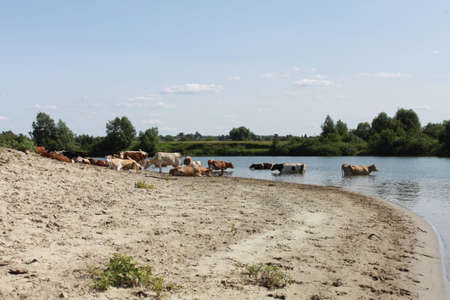 grazing cowsの写真素材