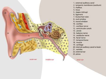 vector illustration of ear anatomyのイラスト素材