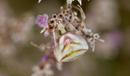 Colorful spider on a flowerの素材