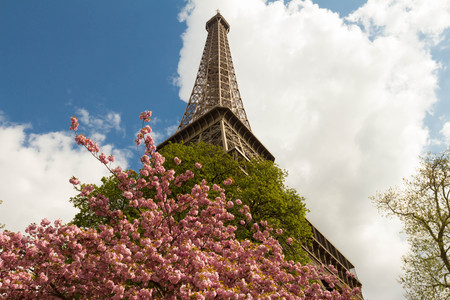 The Blossoming cherry trees and Eiffel tower.の写真素材