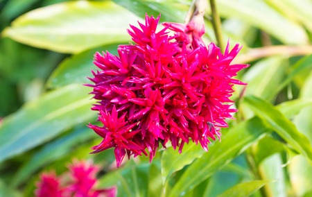 The Giant Alpinias flower, seen in Martinique island.の写真素材